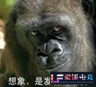 n91u44u61OBSot4T.jpg