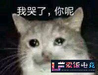 X6AD5vOd7166g16Q.jpg
