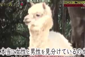 日本综艺让人爆笑的名场面！只亲可爱小姐姐的羊驼