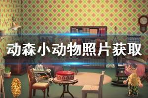 《集合啦动物森友会》小动物照片怎么获得 小动物照片获取方法介绍 ...