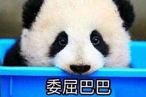 疫情影响吃不到新鲜竹子：旅加大熊猫将提前回中国！
