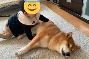 日本一只柴犬和奶娃的日常 超治愈柴柴萌翻一众网友!