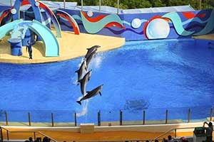 香港海洋公园6月将面临倒闭 因疫情已停业超过3个月