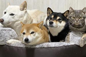猫咪Kiki服从指令引热议！可能以为自己是一只柴犬！
